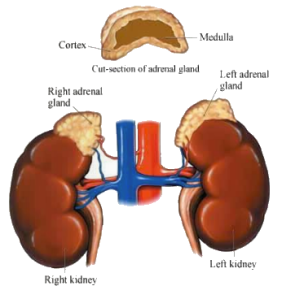 adrenal-glands